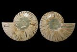 Bargain, Cut & Polished Ammonite Fossil - Madagascar #148043-1